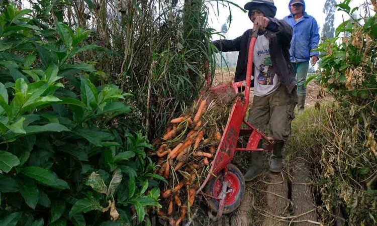 Harga Wortel Turun di Tingkat Petani