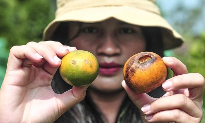 Pengendalian Hama Lalat Pada Tanaman Jeruk