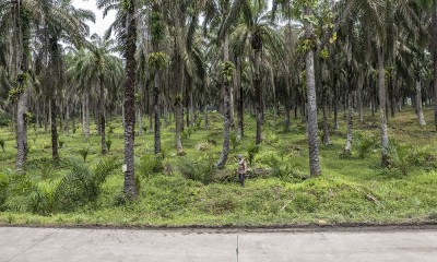 Penyaluran Program Peremajaan Sawit