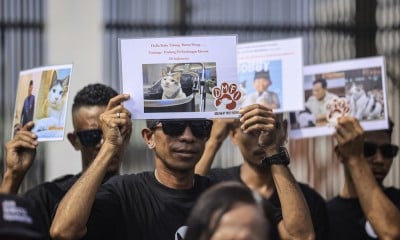 Aksi Pelarangan Perdagangan Daging Anjing Dan Kucing