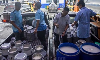 Produksi Susu Terbatas, Belum Mencukupi Kebutuhan Nasional