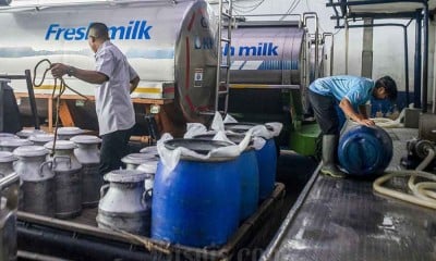 Produksi Susu Terbatas, Belum Mencukupi Kebutuhan Nasional