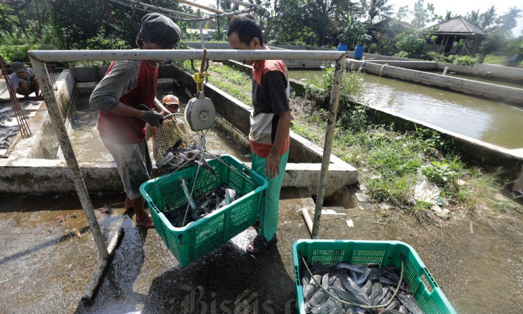 KKP Usulkan Tambahan Anggaran Pada 2025 Menjadi Rp7,64 Triliun atau Naik 22,9%