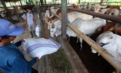 Pemerintah Membuka Peluang Agar Dunia Usaha Bisa Berbisnis Sapi di Indonesia