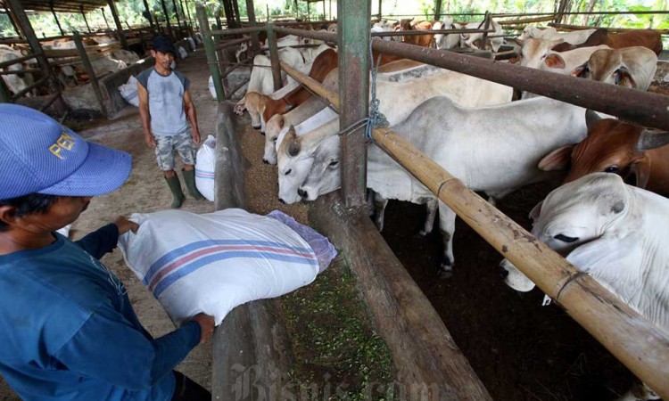 Pemerintah Membuka Peluang Agar Dunia Usaha Bisa Berbisnis Sapi di Indonesia