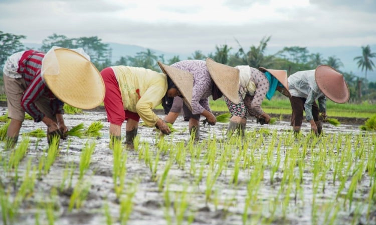 Penyuluh Pertanian Untuk Dukung Swasembada Pangan