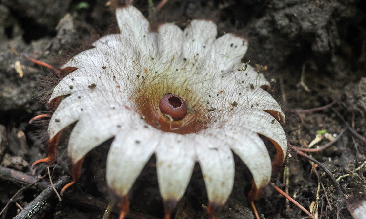 Bunga Rhizanthes Mekar Di Bengkulu