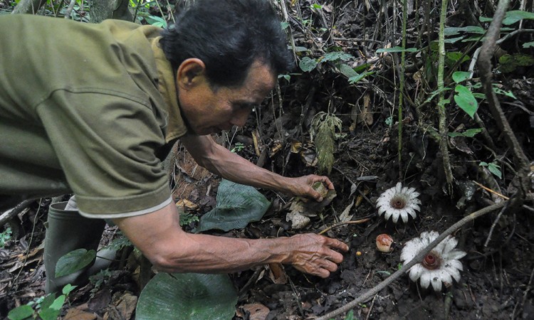 Bunga Rhizanthes Mekar Di Bengkulu