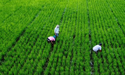 Nilai Tukar Petani Meningkat