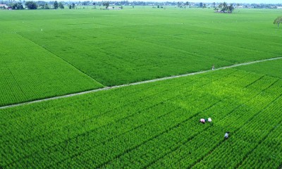 Nilai Tukar Petani Meningkat