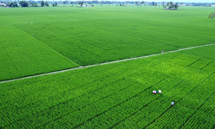 Nilai Tukar Petani Meningkat