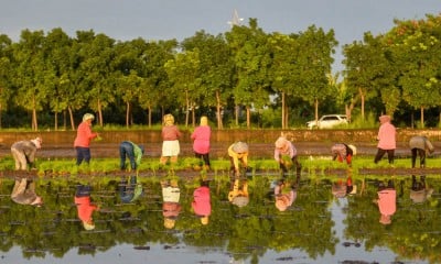 Target Pengembangan Lahan Sawah