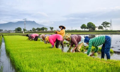 Target Pengembangan Lahan Sawah