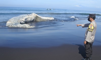 Paus Hidung Botol Terdampar Di Pantai Jember