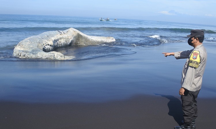 Paus Hidung Botol Terdampar Di Pantai Jember