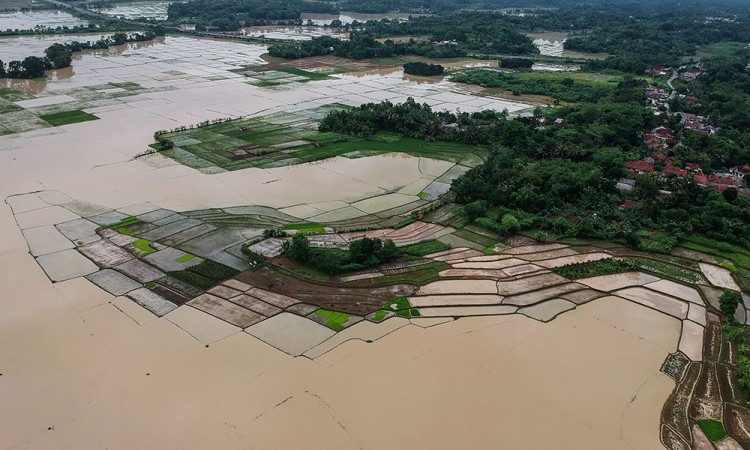 Lahan Persawahan Terendam Banjir Di Kabupaten Serang