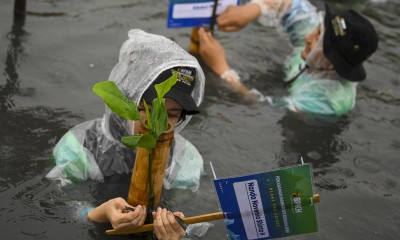 BPKH Tanam Mangrove Di Pesisir Jakarta