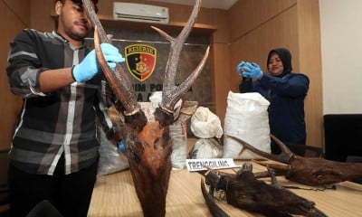 Polresta Banda Aceh Amankan Tersangk Kasus Perdagangan Organ Satwa Dilindungi