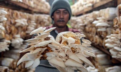 Budidaya Jamur Dengan Media Tanam Organik di Banten