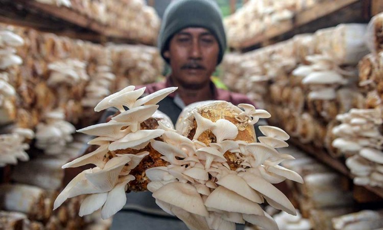 Budidaya Jamur Dengan Media Tanam Organik di Banten