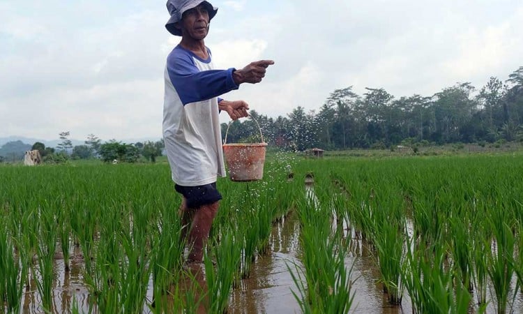 Serapan pupuk bersubsidi di Jawa Tengah Telah Mencapai 60,23%