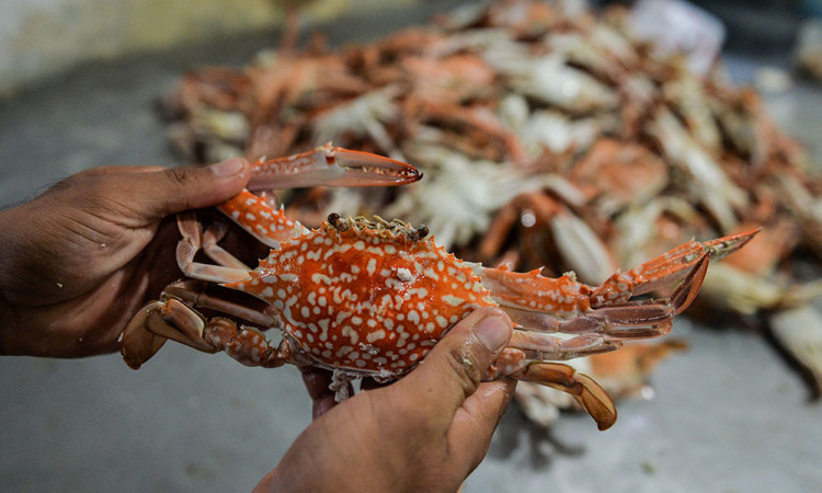 Peningkatan Kualitas Produksi Perikanan Nasional
