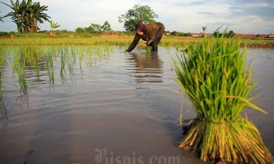 Kementerian Pertanian Garap Lahan Untuk Capai Swasembada Pangan