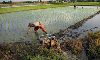 Kementerian Pertanian Garap Lahan Untuk Capai Swasembada Pangan