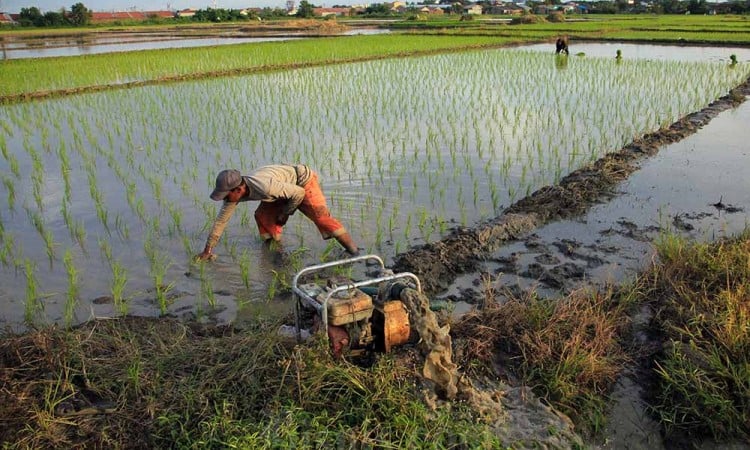 Kementerian Pertanian Garap Lahan Untuk Capai Swasembada Pangan