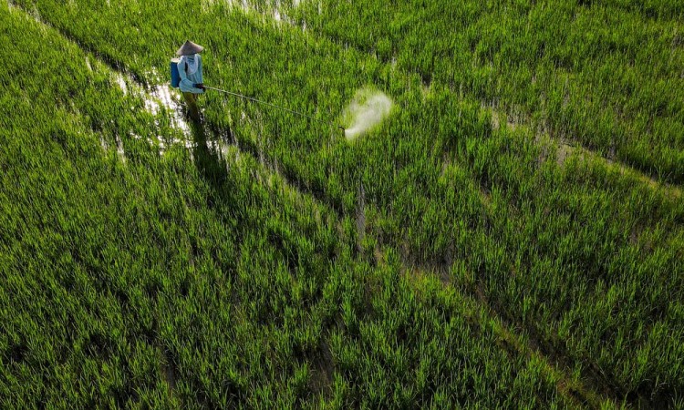 Target Pembukaan Lahan Persawahan Baru Di Sulawesi Tenggara