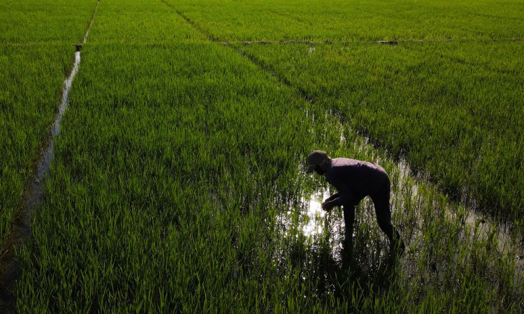 Target Pembukaan Lahan Persawahan Baru Di Sulawesi Tenggara