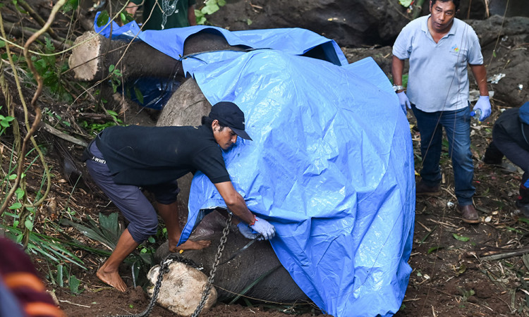 Evakuasi Gajah Mati Terseret Arus Sungai