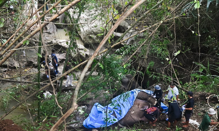 Evakuasi Gajah Mati Terseret Arus Sungai