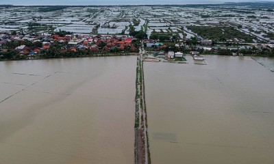 Ribuan Hektare Sawah Terendam Banjir Di Banten