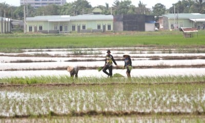 Pemerintah Tidak Akan Mengenakan Tarif PPN 12% Untuk Beras Premium Pada 2025