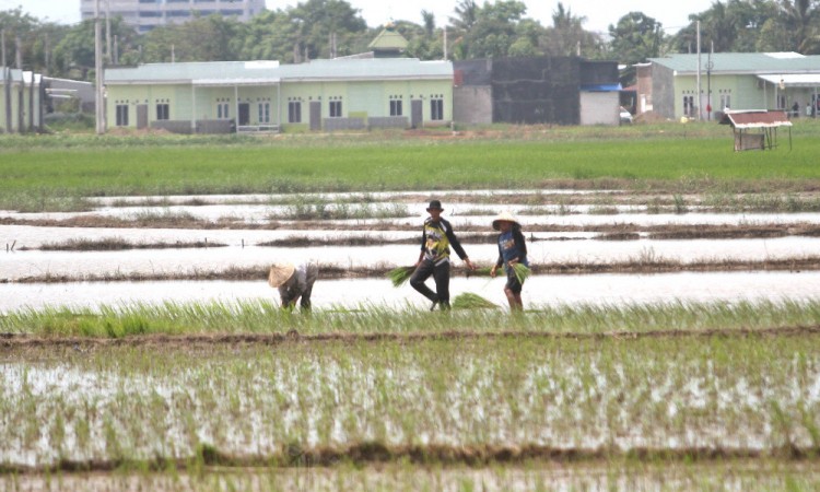 Pemerintah Tidak Akan Mengenakan Tarif PPN 12% Untuk Beras Premium Pada 2025