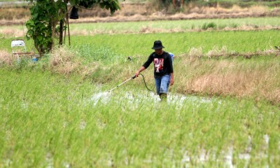 Pemerintah Tidak Akan Mengenakan Tarif PPN 12% Untuk Beras Premium Pada 2025