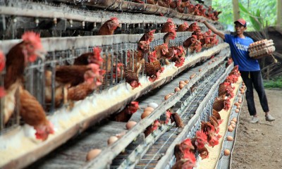 Peternak Ayam Terdampak Pakan Naik