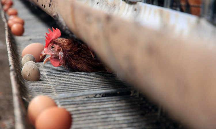 Peternak Ayam Terdampak Pakan Naik