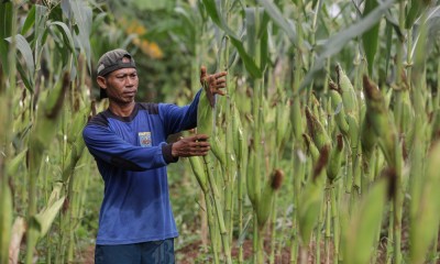 Target Pembukaan Lahan Jagung