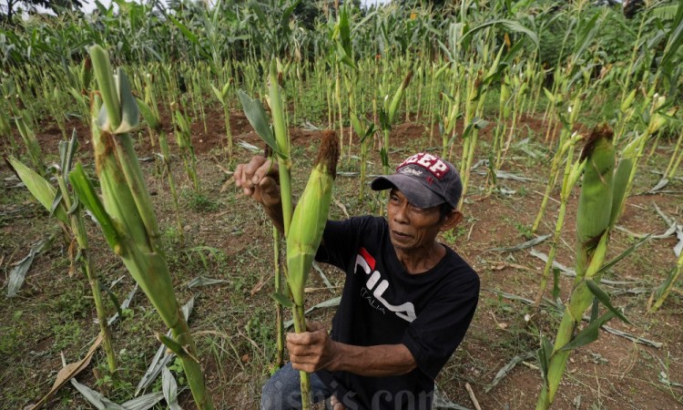 Target Pembukaan Lahan Jagung