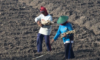 Optimalisasi Lahan Tebu Menuju Swasembada Gula Nasional