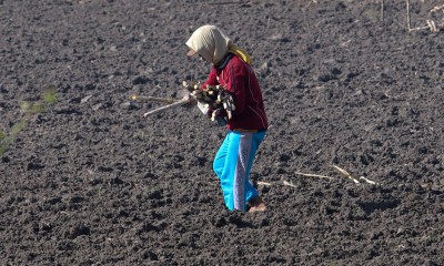 Optimalisasi Lahan Tebu Menuju Swasembada Gula Nasional