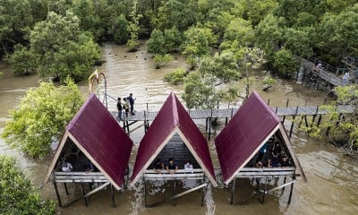 Wisata Hutan Bakau Di Jambi