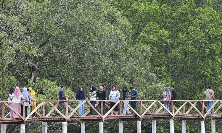 Wisata Hutan Bakau Di Jambi