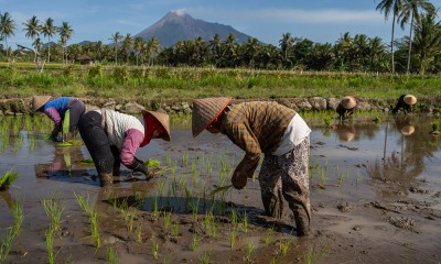 Rencana Stop Impor Komoditas Pangan