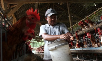 Upaya Mengatasi Fluktuasi Harga Jagung Pakan