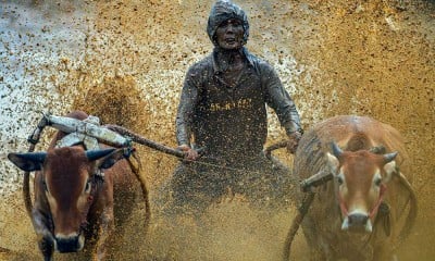 Ajang Pacu Jawi kembali Digelar Untuk Menggeliatkan Pariwisata di Sumatra Barat