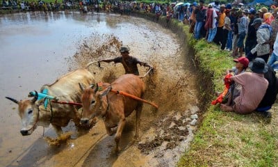 Ajang Pacu Jawi kembali Digelar Untuk Menggeliatkan Pariwisata di Sumatra Barat