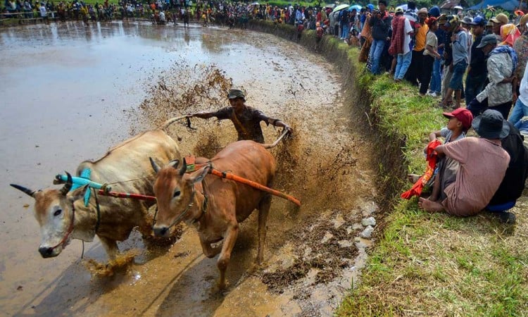 Ajang Pacu Jawi kembali Digelar Untuk Menggeliatkan Pariwisata di Sumatra Barat